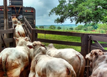 Justiça concede liminar em favor de produtores multados durante transporte de gado