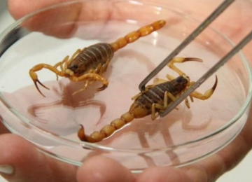 ESCORPIÕES EM RIO VERDE: QUANDO O DESCASO ABRE ESPAÇO PARA O PERIGO