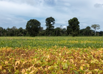 Modelo agrícola voltado à exportação no Brasil desmata Amazônia e impacta clima, dizem especialistas 
