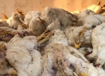 Falta de energia em Morrinhos resulta em morte de mais de 120 mil aves em granja