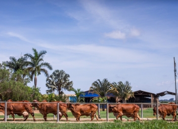 Goiás propõe FCO específico para socorrer criadores de gado de leite
