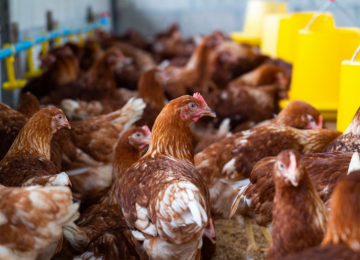 Após controle da gripe aviária, 17 países retiram restrições à carne de aves do Brasil