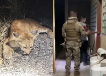 COD resgata onça parda atropelada em rodovia de Goiás