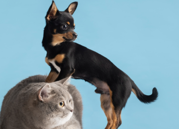 Reforma do Código Civil pode transformar animais em sujeitos de direitos no Brasil