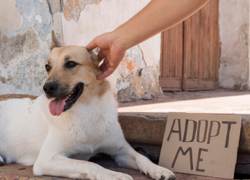 Secretaria de Meio Ambiente promove adoção responsável de cães durante a Expo Rio Verde