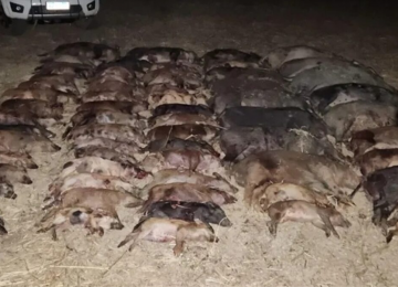 Maior operação de manejo do Brasil abate 65 javalis em Campo Alegre de Goiás 