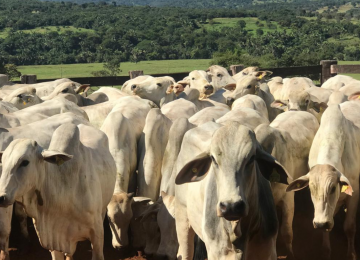 Febre aftosa tem preocupado a Agrodefesa