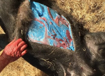 Porcos selvagens com carne azul neon preocupam autoridades na Califórnia