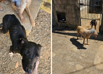 Polícia Civil prende homem por maus-tratos a cães em Goiânia