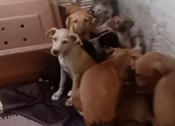 Soltura de fogos causa morte de cinco cães em abrigo de Caruaru e reacende alerta sobre perigos para os animais