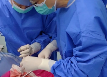 China realiza primeiro transplante de pulmão de porco para humano em experimento inédito