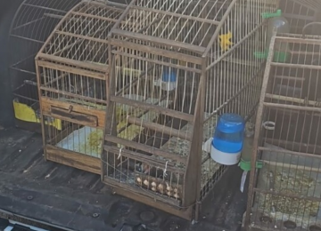 Polícia Civil apreende aves silvestres mantidas em cativeiro durante operação em Aparecida de Goiânia