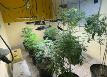Estufa de maconha e centenas de comprimidos de LSD são apreendidos pela Polícia Civil em Goiás