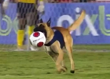 Final pernambucana tem cachorro policial invadindo o campo e roubando a bola do jogo