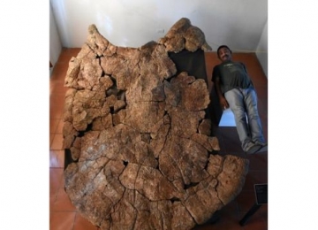 Fósseis revelam tartaruga de mais de 2,4 m que vivia na Amazônia