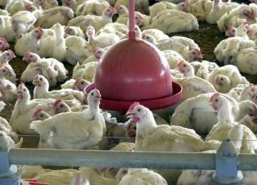 Gripe aviária: OMS confirma primeira morte pela doença no mundo