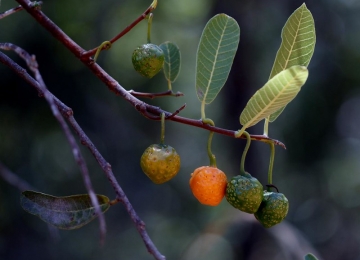 Fruta do Cerrado é utilizada em pesquisa da UFG para tratamento de vitiligo