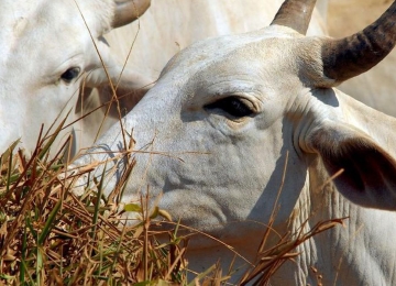 Exportação de carne brasileira à China é suspensa após caso de vaca louca  