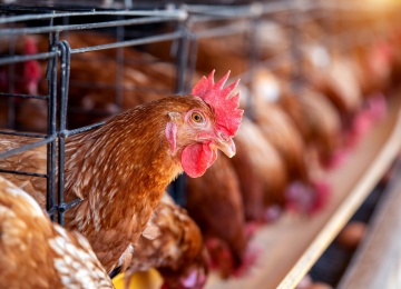 Governo de Goiás aumenta vigilância contra a gripe aviária