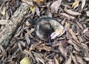 Gambá finge estar morto para escapar de ameaça e registro viraliza nas redes