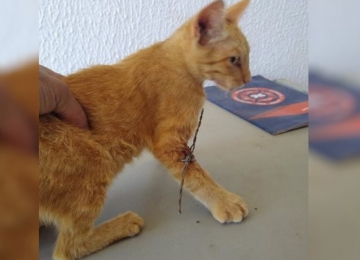Bombeiros de Ipameri retiram arame farpado da pata de gato encontrado ferido por morador