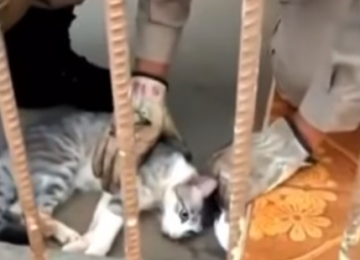 Bombeiros resgatam e reanimam gato que esteve preso no cano de uma casa em Rio Verde