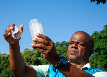 Goiás aposta em soltura de mosquitos Aedes aegypti com bactéria natural para combater a dengue
