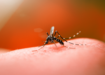 Goiás é o terceiro estado brasileiro a registrar mais mortes por Dengue