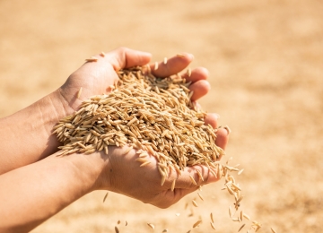 Goiás produz 31,4 mi de toneladas e figura em 4° maior produtor de grãos do país, revela IBGE