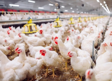 Goiás reforça prevenção contra a influenza aviária