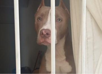 Governo de SC impõe regras rígidas para circulação de pitbulls e raças derivadas