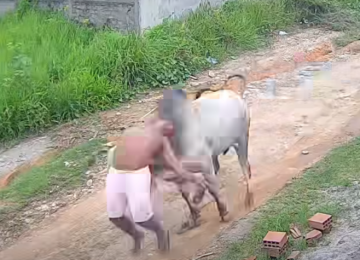 Homem é atingido por boi solto e arremessado em rua de Pernambuco; confira o vídeo