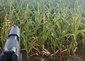 Homem atira em milharal após vídeo humilhar motorista por espigas de milho em Goiás