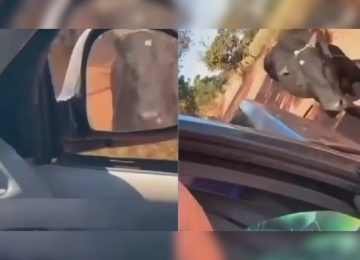 Homem é investigado por arrastar boi preso a caminhonete e gravar cena em tom de deboche em Goiás