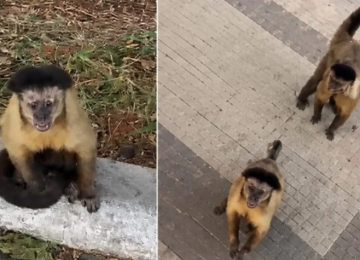 Em Catalão, homem é mordido por macaco-prego durante caminhada em represa