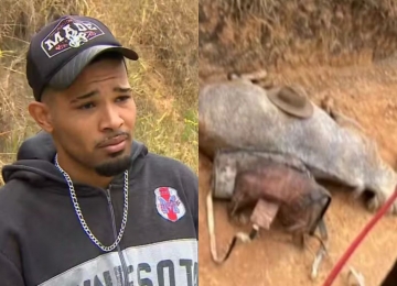 Homem que mutilou cavalo no interior de SP é condenado a 11 meses de prisão