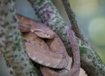 Segunda ilha com a maior densidade de cobras do mundo fica no Brasil; saiba qual