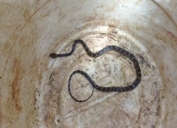 Família descobre serpente dentro do porta malas, após viajar mil km