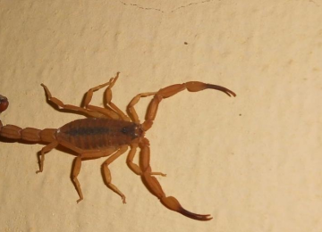 Surto de escorpiões: prefeitura de Aparecida remove entulhos para caçar animais