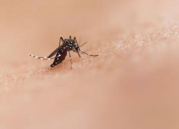 Quem teve dengue pode doar sangue? Ministério recomenda intervalo também para quem tomou vacina