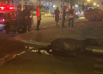 Condutor embriagado atropela mula na Avenida Pauzanes e foge do teste de etilômetro