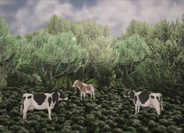 Produtores rurais reduzem gases das vacas para proteger o meio ambiente