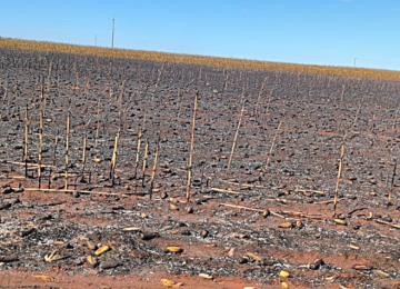 Incêndio atinge plantação de milho próximo ao Residencial Campos Elíseos e mobiliza Bombeiros em Rio Verde