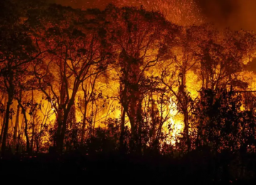 Governo de Goiás suspende uso do fogo em vegetações e decreta emergência ambiental por 120 dias