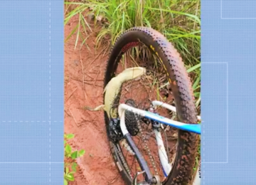 Ciclista rio-verdense resgata filhote de jacaré durante trilha