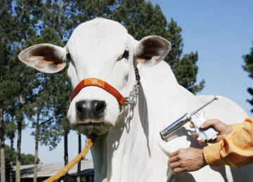 Vacinação contra a raiva é obrigatória para animais de pecuaristas de 121 cidades goianas