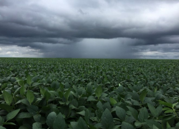 Plantio da soja avança sem atrasos em Goiás, mas clima preocupa produtores