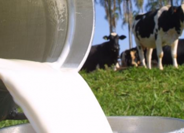 Derivados do leite sofrem recuo de preço pelo 2º mês consecutivo