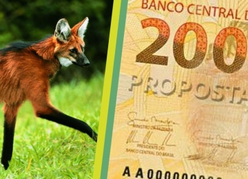 Banco Central lançará nota de R$ 200 com lobo-guará como personagem e internet reage