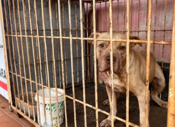 Mãe foi liberada da prisão para ir ao velório do filho morto por pit bull em Itumbiara